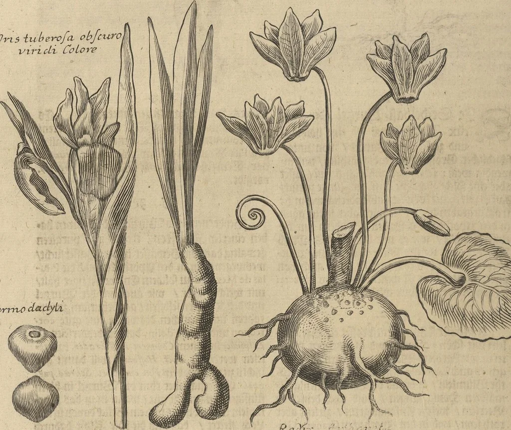 An illustration from Museum Museorum, Oder Vollständige Schau-Bühne Aller Materialien und Specereÿen: Nebst deren Natürlichen Beschreibung/ Election, Nutzen und Gebrauch/ Aus andern Material- Kunst- und Naturalien-Kammern/ Oost- und West-Indischen Reiß-Beschreibungen/ Curiosen Zeit- und Tag-Registern/ Natur- und Artzney-Kündigern/ wie auch selbst-eigenen Erfahrung ..., 1704, leaf 196