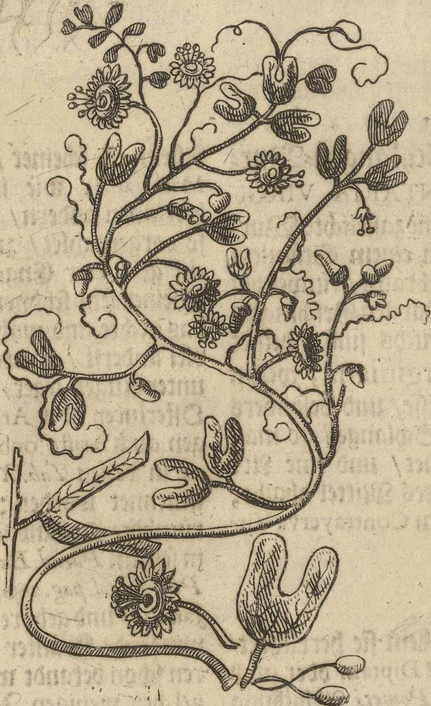 An illustration from Museum Museorum, Oder Vollständige Schau-Bühne Aller Materialien und Specereÿen: Nebst deren Natürlichen Beschreibung/ Election, Nutzen und Gebrauch/ Aus andern Material- Kunst- und Naturalien-Kammern/ Oost- und West-Indischen Reiß-Beschreibungen/ Curiosen Zeit- und Tag-Registern/ Natur- und Artzney-Kündigern/ wie auch selbst-eigenen Erfahrung ..., 1704, leaf 202