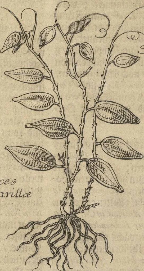 An illustration from Museum Museorum, Oder Vollständige Schau-Bühne Aller Materialien und Specereÿen: Nebst deren Natürlichen Beschreibung/ Election, Nutzen und Gebrauch/ Aus andern Material- Kunst- und Naturalien-Kammern/ Oost- und West-Indischen Reiß-Beschreibungen/ Curiosen Zeit- und Tag-Registern/ Natur- und Artzney-Kündigern/ wie auch selbst-eigenen Erfahrung ..., 1704, leaf 204