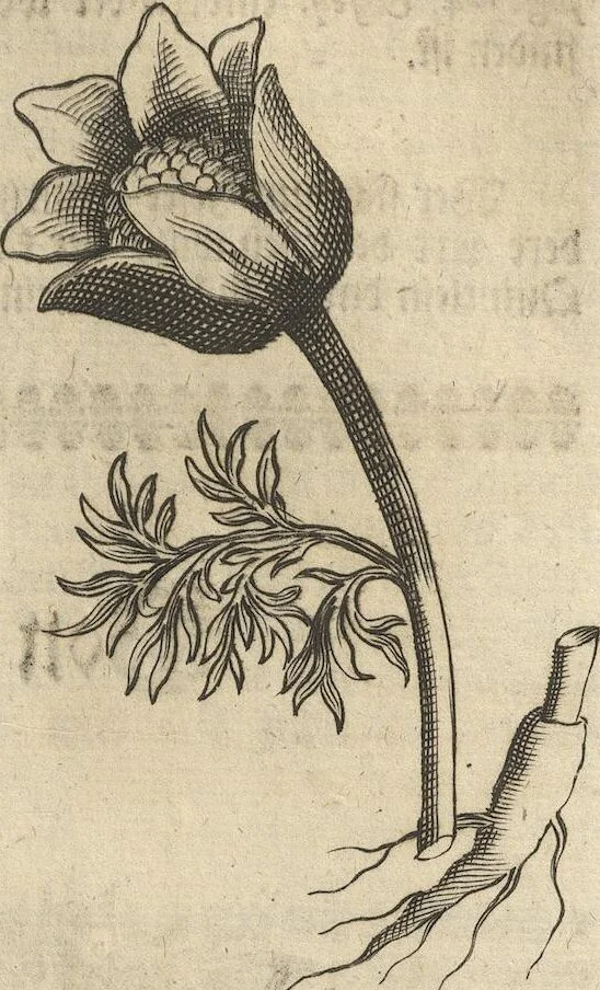An illustration from Museum Museorum, Oder Vollständige Schau-Bühne Aller Materialien und Specereÿen: Nebst deren Natürlichen Beschreibung/ Election, Nutzen und Gebrauch/ Aus andern Material- Kunst- und Naturalien-Kammern/ Oost- und West-Indischen Reiß-Beschreibungen/ Curiosen Zeit- und Tag-Registern/ Natur- und Artzney-Kündigern/ wie auch selbst-eigenen Erfahrung ..., 1704, leaf 207