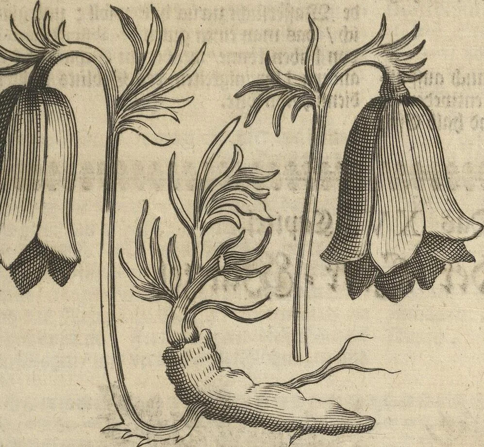 An illustration from Museum Museorum, Oder Vollständige Schau-Bühne Aller Materialien und Specereÿen: Nebst deren Natürlichen Beschreibung/ Election, Nutzen und Gebrauch/ Aus andern Material- Kunst- und Naturalien-Kammern/ Oost- und West-Indischen Reiß-Beschreibungen/ Curiosen Zeit- und Tag-Registern/ Natur- und Artzney-Kündigern/ wie auch selbst-eigenen Erfahrung ..., 1704, leaf 207