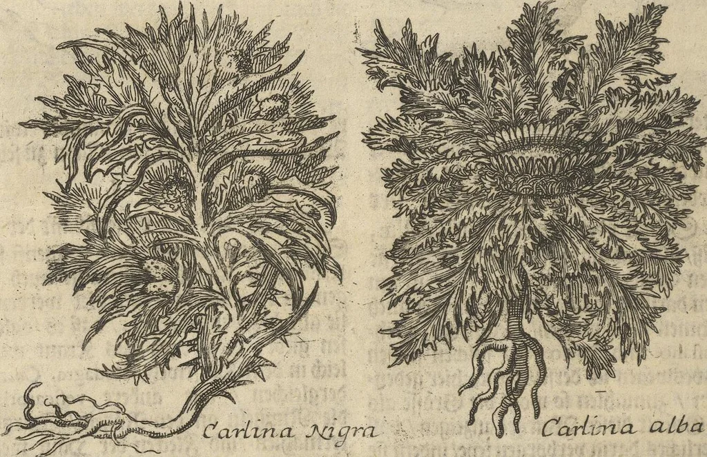 An illustration from Museum Museorum, Oder Vollständige Schau-Bühne Aller Materialien und Specereÿen: Nebst deren Natürlichen Beschreibung/ Election, Nutzen und Gebrauch/ Aus andern Material- Kunst- und Naturalien-Kammern/ Oost- und West-Indischen Reiß-Beschreibungen/ Curiosen Zeit- und Tag-Registern/ Natur- und Artzney-Kündigern/ wie auch selbst-eigenen Erfahrung ..., 1704, leaf 208