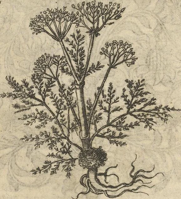 An illustration from Museum Museorum, Oder Vollständige Schau-Bühne Aller Materialien und Specereÿen: Nebst deren Natürlichen Beschreibung/ Election, Nutzen und Gebrauch/ Aus andern Material- Kunst- und Naturalien-Kammern/ Oost- und West-Indischen Reiß-Beschreibungen/ Curiosen Zeit- und Tag-Registern/ Natur- und Artzney-Kündigern/ wie auch selbst-eigenen Erfahrung ..., 1704, leaf 209