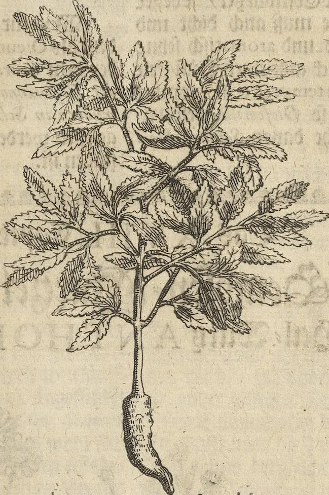 An illustration from Museum Museorum, Oder Vollständige Schau-Bühne Aller Materialien und Specereÿen: Nebst deren Natürlichen Beschreibung/ Election, Nutzen und Gebrauch/ Aus andern Material- Kunst- und Naturalien-Kammern/ Oost- und West-Indischen Reiß-Beschreibungen/ Curiosen Zeit- und Tag-Registern/ Natur- und Artzney-Kündigern/ wie auch selbst-eigenen Erfahrung ..., 1704, leaf 211