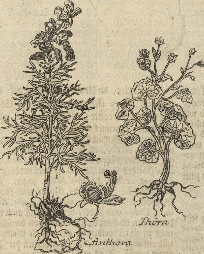 An illustration from Museum Museorum, Oder Vollständige Schau-Bühne Aller Materialien und Specereÿen: Nebst deren Natürlichen Beschreibung/ Election, Nutzen und Gebrauch/ Aus andern Material- Kunst- und Naturalien-Kammern/ Oost- und West-Indischen Reiß-Beschreibungen/ Curiosen Zeit- und Tag-Registern/ Natur- und Artzney-Kündigern/ wie auch selbst-eigenen Erfahrung ..., 1704, leaf 212