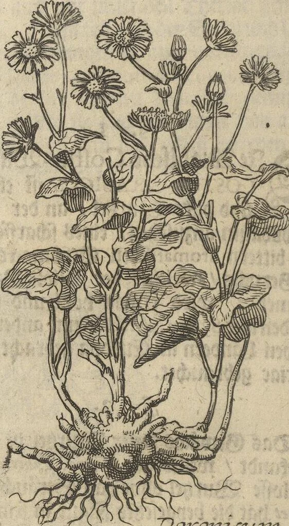 An illustration from Museum Museorum, Oder Vollständige Schau-Bühne Aller Materialien und Specereÿen: Nebst deren Natürlichen Beschreibung/ Election, Nutzen und Gebrauch/ Aus andern Material- Kunst- und Naturalien-Kammern/ Oost- und West-Indischen Reiß-Beschreibungen/ Curiosen Zeit- und Tag-Registern/ Natur- und Artzney-Kündigern/ wie auch selbst-eigenen Erfahrung ..., 1704, leaf 212