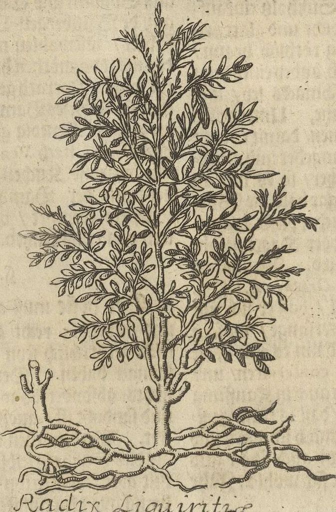 An illustration from Museum Museorum, Oder Vollständige Schau-Bühne Aller Materialien und Specereÿen: Nebst deren Natürlichen Beschreibung/ Election, Nutzen und Gebrauch/ Aus andern Material- Kunst- und Naturalien-Kammern/ Oost- und West-Indischen Reiß-Beschreibungen/ Curiosen Zeit- und Tag-Registern/ Natur- und Artzney-Kündigern/ wie auch selbst-eigenen Erfahrung ..., 1704, leaf 213