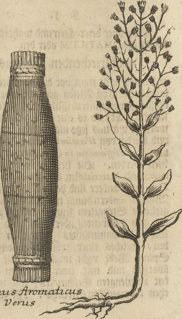 An illustration from Museum Museorum, Oder Vollständige Schau-Bühne Aller Materialien und Specereÿen: Nebst deren Natürlichen Beschreibung/ Election, Nutzen und Gebrauch/ Aus andern Material- Kunst- und Naturalien-Kammern/ Oost- und West-Indischen Reiß-Beschreibungen/ Curiosen Zeit- und Tag-Registern/ Natur- und Artzney-Kündigern/ wie auch selbst-eigenen Erfahrung ..., 1704, leaf 217