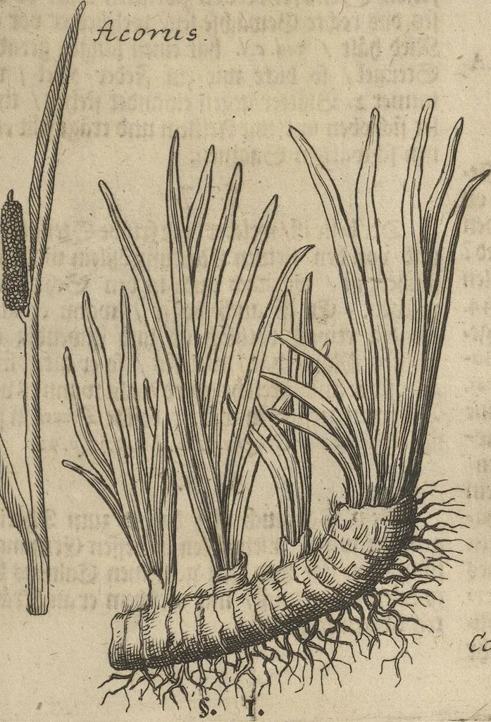 An illustration from Museum Museorum, Oder Vollständige Schau-Bühne Aller Materialien und Specereÿen: Nebst deren Natürlichen Beschreibung/ Election, Nutzen und Gebrauch/ Aus andern Material- Kunst- und Naturalien-Kammern/ Oost- und West-Indischen Reiß-Beschreibungen/ Curiosen Zeit- und Tag-Registern/ Natur- und Artzney-Kündigern/ wie auch selbst-eigenen Erfahrung ..., 1704, leaf 217
