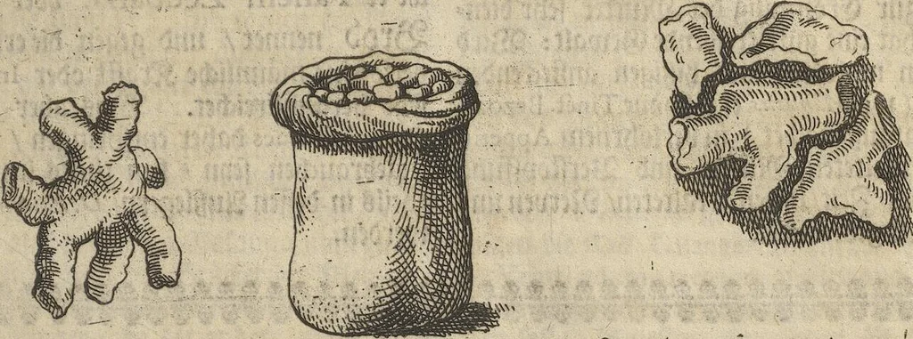 An illustration from Museum Museorum, Oder Vollständige Schau-Bühne Aller Materialien und Specereÿen: Nebst deren Natürlichen Beschreibung/ Election, Nutzen und Gebrauch/ Aus andern Material- Kunst- und Naturalien-Kammern/ Oost- und West-Indischen Reiß-Beschreibungen/ Curiosen Zeit- und Tag-Registern/ Natur- und Artzney-Kündigern/ wie auch selbst-eigenen Erfahrung ..., 1704, leaf 221