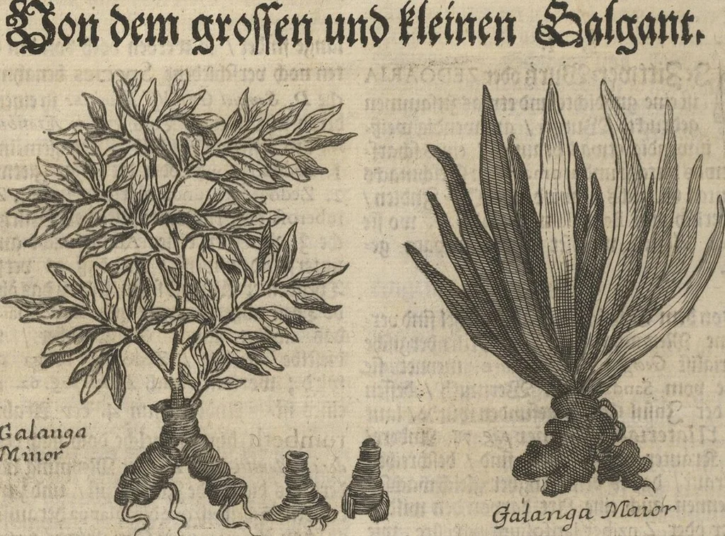 An illustration from Museum Museorum, Oder Vollständige Schau-Bühne Aller Materialien und Specereÿen: Nebst deren Natürlichen Beschreibung/ Election, Nutzen und Gebrauch/ Aus andern Material- Kunst- und Naturalien-Kammern/ Oost- und West-Indischen Reiß-Beschreibungen/ Curiosen Zeit- und Tag-Registern/ Natur- und Artzney-Kündigern/ wie auch selbst-eigenen Erfahrung ..., 1704, leaf 222