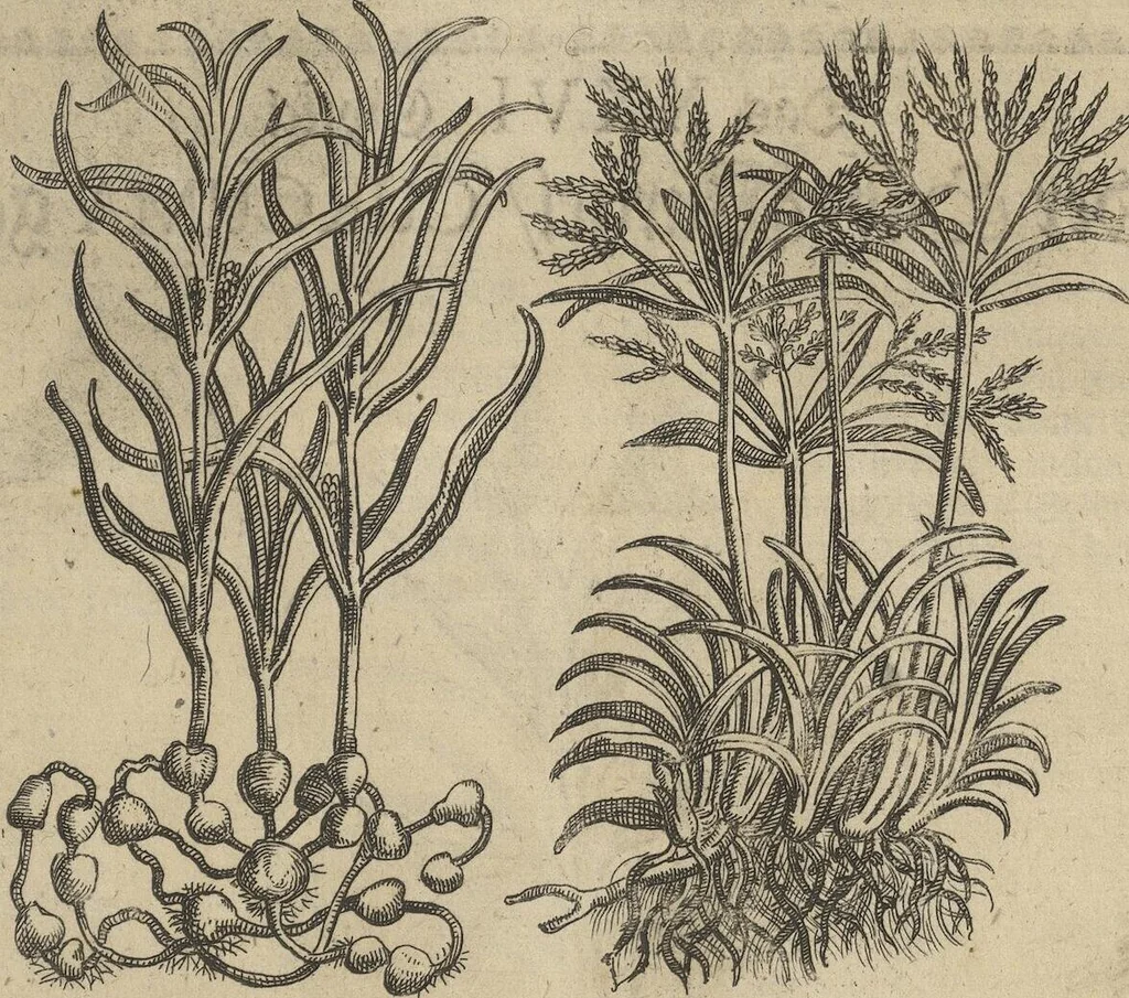 An illustration from Museum Museorum, Oder Vollständige Schau-Bühne Aller Materialien und Specereÿen: Nebst deren Natürlichen Beschreibung/ Election, Nutzen und Gebrauch/ Aus andern Material- Kunst- und Naturalien-Kammern/ Oost- und West-Indischen Reiß-Beschreibungen/ Curiosen Zeit- und Tag-Registern/ Natur- und Artzney-Kündigern/ wie auch selbst-eigenen Erfahrung ..., 1704, leaf 223