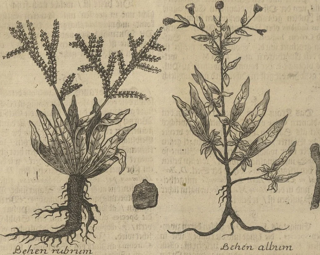 An illustration from Museum Museorum, Oder Vollständige Schau-Bühne Aller Materialien und Specereÿen: Nebst deren Natürlichen Beschreibung/ Election, Nutzen und Gebrauch/ Aus andern Material- Kunst- und Naturalien-Kammern/ Oost- und West-Indischen Reiß-Beschreibungen/ Curiosen Zeit- und Tag-Registern/ Natur- und Artzney-Kündigern/ wie auch selbst-eigenen Erfahrung ..., 1704, leaf 226