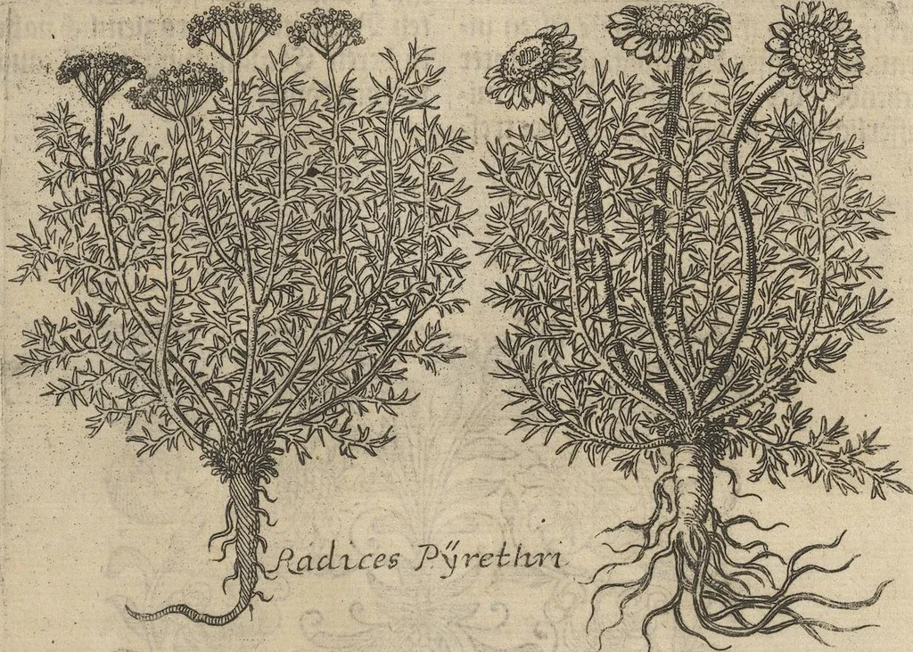 An illustration from Museum Museorum, Oder Vollständige Schau-Bühne Aller Materialien und Specereÿen: Nebst deren Natürlichen Beschreibung/ Election, Nutzen und Gebrauch/ Aus andern Material- Kunst- und Naturalien-Kammern/ Oost- und West-Indischen Reiß-Beschreibungen/ Curiosen Zeit- und Tag-Registern/ Natur- und Artzney-Kündigern/ wie auch selbst-eigenen Erfahrung ..., 1704, leaf 227