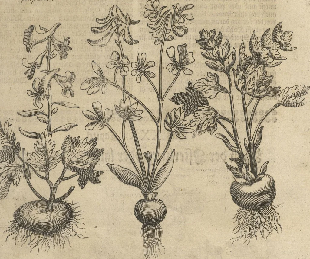 An illustration from Museum Museorum, Oder Vollständige Schau-Bühne Aller Materialien und Specereÿen: Nebst deren Natürlichen Beschreibung/ Election, Nutzen und Gebrauch/ Aus andern Material- Kunst- und Naturalien-Kammern/ Oost- und West-Indischen Reiß-Beschreibungen/ Curiosen Zeit- und Tag-Registern/ Natur- und Artzney-Kündigern/ wie auch selbst-eigenen Erfahrung ..., 1704, leaf 229