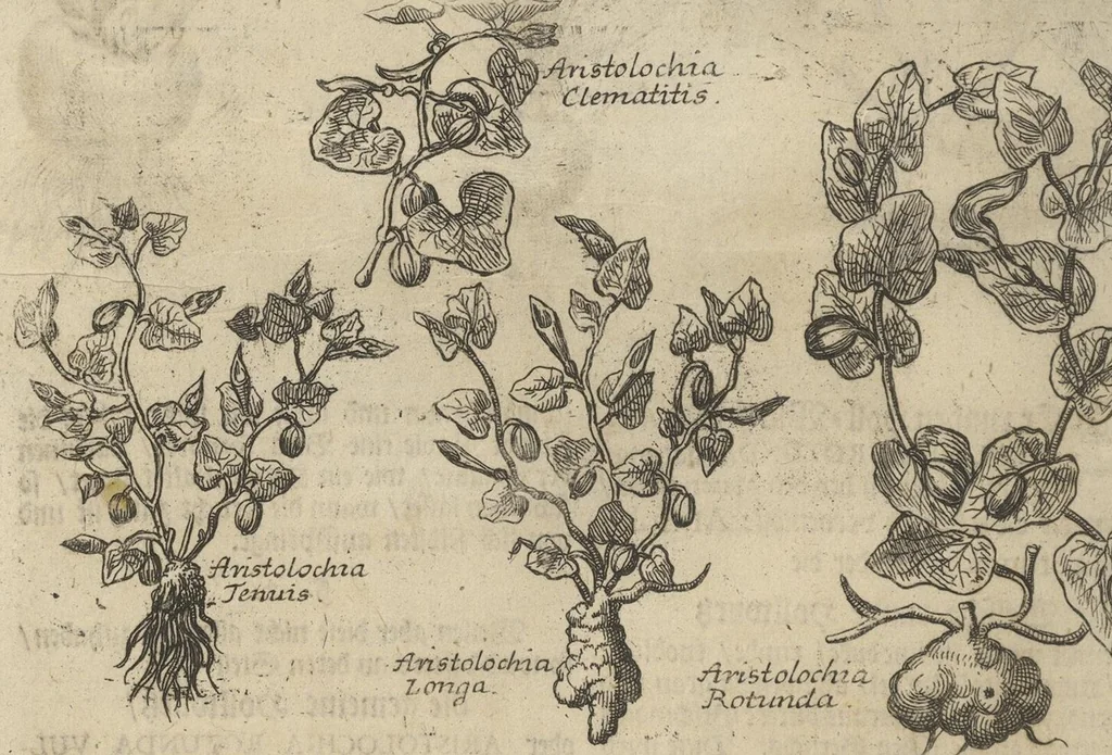 An illustration from Museum Museorum, Oder Vollständige Schau-Bühne Aller Materialien und Specereÿen: Nebst deren Natürlichen Beschreibung/ Election, Nutzen und Gebrauch/ Aus andern Material- Kunst- und Naturalien-Kammern/ Oost- und West-Indischen Reiß-Beschreibungen/ Curiosen Zeit- und Tag-Registern/ Natur- und Artzney-Kündigern/ wie auch selbst-eigenen Erfahrung ..., 1704, leaf 230