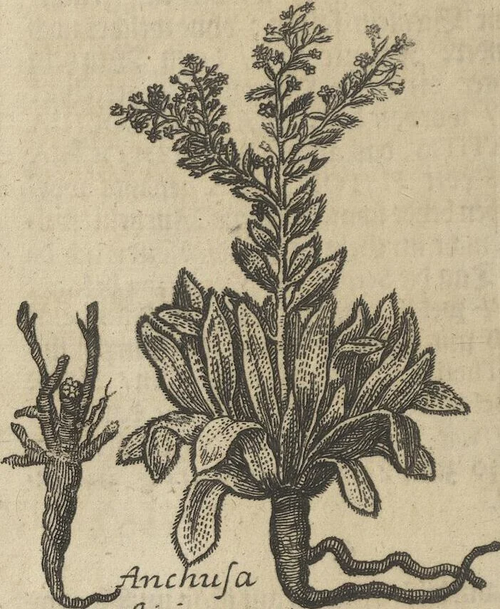 An illustration from Museum Museorum, Oder Vollständige Schau-Bühne Aller Materialien und Specereÿen: Nebst deren Natürlichen Beschreibung/ Election, Nutzen und Gebrauch/ Aus andern Material- Kunst- und Naturalien-Kammern/ Oost- und West-Indischen Reiß-Beschreibungen/ Curiosen Zeit- und Tag-Registern/ Natur- und Artzney-Kündigern/ wie auch selbst-eigenen Erfahrung ..., 1704, leaf 232