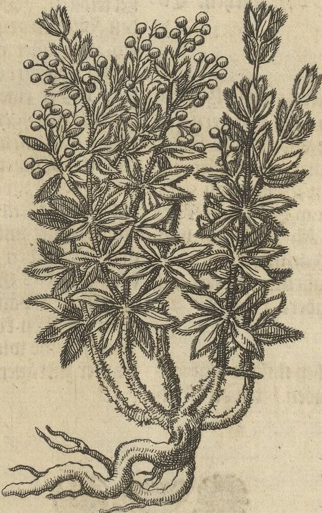 An illustration from Museum Museorum, Oder Vollständige Schau-Bühne Aller Materialien und Specereÿen: Nebst deren Natürlichen Beschreibung/ Election, Nutzen und Gebrauch/ Aus andern Material- Kunst- und Naturalien-Kammern/ Oost- und West-Indischen Reiß-Beschreibungen/ Curiosen Zeit- und Tag-Registern/ Natur- und Artzney-Kündigern/ wie auch selbst-eigenen Erfahrung ..., 1704, leaf 233