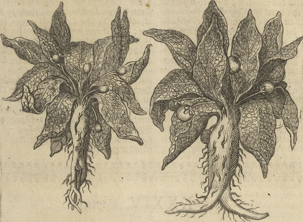 An illustration from Museum Museorum, Oder Vollständige Schau-Bühne Aller Materialien und Specereÿen: Nebst deren Natürlichen Beschreibung/ Election, Nutzen und Gebrauch/ Aus andern Material- Kunst- und Naturalien-Kammern/ Oost- und West-Indischen Reiß-Beschreibungen/ Curiosen Zeit- und Tag-Registern/ Natur- und Artzney-Kündigern/ wie auch selbst-eigenen Erfahrung ..., 1704, leaf 235