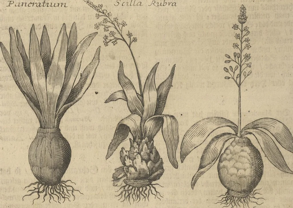 An illustration from Museum Museorum, Oder Vollständige Schau-Bühne Aller Materialien und Specereÿen: Nebst deren Natürlichen Beschreibung/ Election, Nutzen und Gebrauch/ Aus andern Material- Kunst- und Naturalien-Kammern/ Oost- und West-Indischen Reiß-Beschreibungen/ Curiosen Zeit- und Tag-Registern/ Natur- und Artzney-Kündigern/ wie auch selbst-eigenen Erfahrung ..., 1704, leaf 236