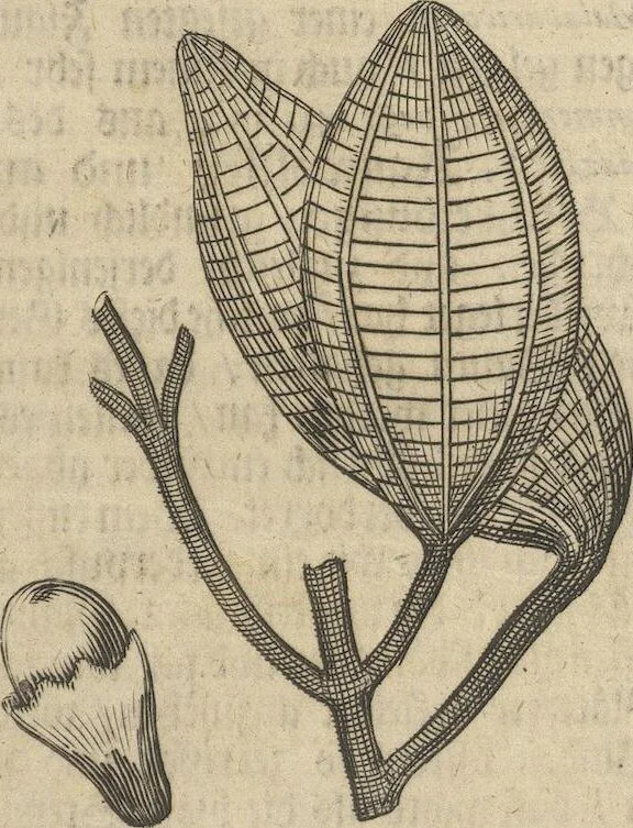 An illustration from Museum Museorum, Oder Vollständige Schau-Bühne Aller Materialien und Specereÿen: Nebst deren Natürlichen Beschreibung/ Election, Nutzen und Gebrauch/ Aus andern Material- Kunst- und Naturalien-Kammern/ Oost- und West-Indischen Reiß-Beschreibungen/ Curiosen Zeit- und Tag-Registern/ Natur- und Artzney-Kündigern/ wie auch selbst-eigenen Erfahrung ..., 1704, leaf 247