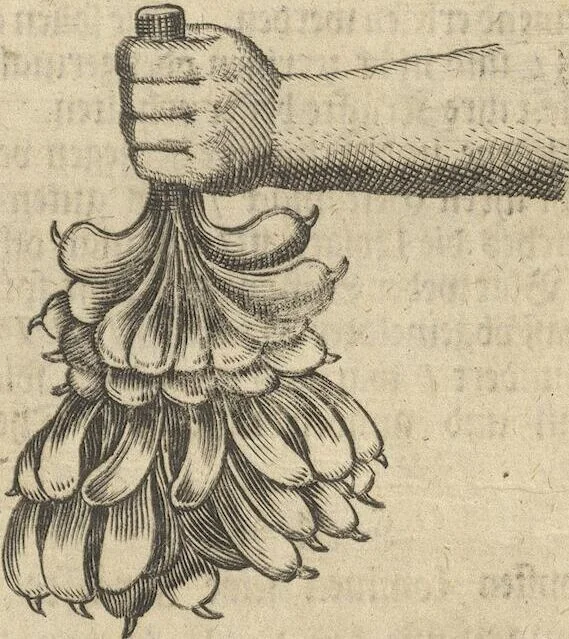 An illustration from Museum Museorum, Oder Vollständige Schau-Bühne Aller Materialien und Specereÿen: Nebst deren Natürlichen Beschreibung/ Election, Nutzen und Gebrauch/ Aus andern Material- Kunst- und Naturalien-Kammern/ Oost- und West-Indischen Reiß-Beschreibungen/ Curiosen Zeit- und Tag-Registern/ Natur- und Artzney-Kündigern/ wie auch selbst-eigenen Erfahrung ..., 1704, leaf 247