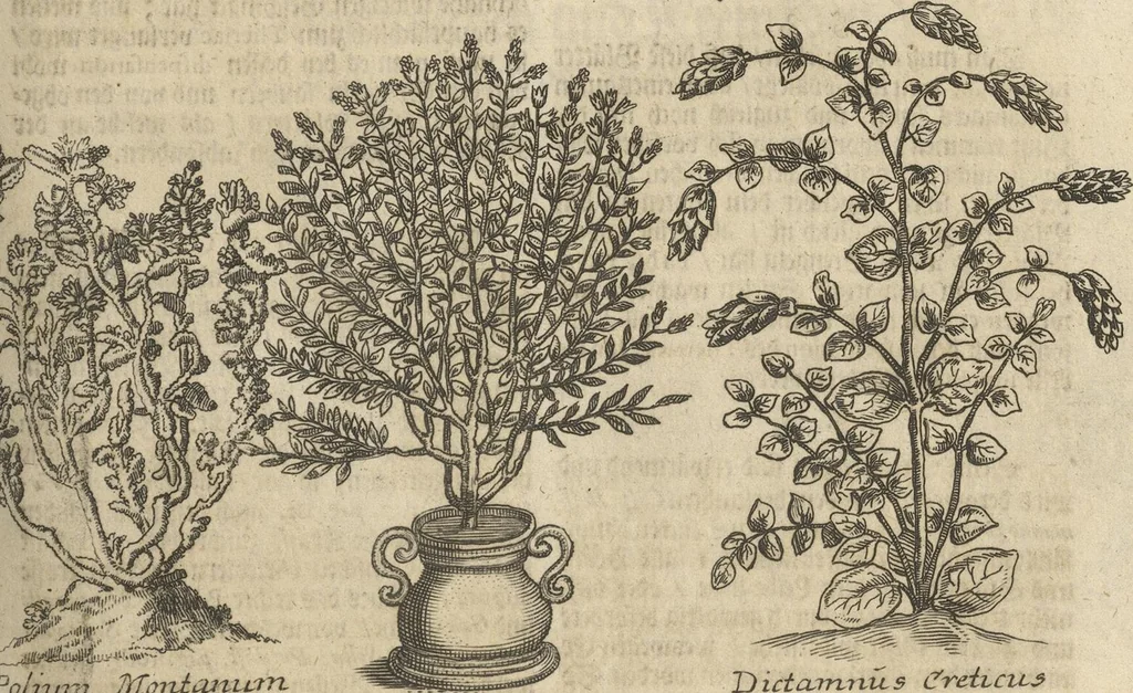 An illustration from Museum Museorum, Oder Vollständige Schau-Bühne Aller Materialien und Specereÿen: Nebst deren Natürlichen Beschreibung/ Election, Nutzen und Gebrauch/ Aus andern Material- Kunst- und Naturalien-Kammern/ Oost- und West-Indischen Reiß-Beschreibungen/ Curiosen Zeit- und Tag-Registern/ Natur- und Artzney-Kündigern/ wie auch selbst-eigenen Erfahrung ..., 1704, leaf 249