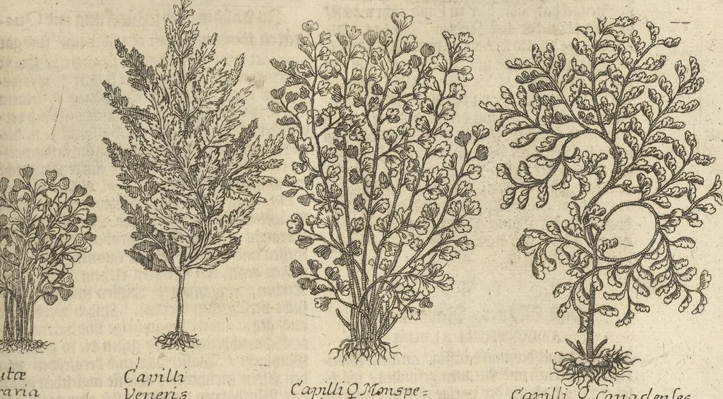An illustration from Museum Museorum, Oder Vollständige Schau-Bühne Aller Materialien und Specereÿen: Nebst deren Natürlichen Beschreibung/ Election, Nutzen und Gebrauch/ Aus andern Material- Kunst- und Naturalien-Kammern/ Oost- und West-Indischen Reiß-Beschreibungen/ Curiosen Zeit- und Tag-Registern/ Natur- und Artzney-Kündigern/ wie auch selbst-eigenen Erfahrung ..., 1704, leaf 251
