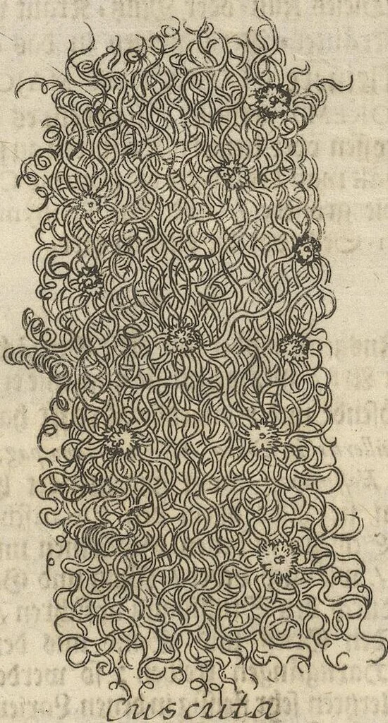 An illustration from Museum Museorum, Oder Vollständige Schau-Bühne Aller Materialien und Specereÿen: Nebst deren Natürlichen Beschreibung/ Election, Nutzen und Gebrauch/ Aus andern Material- Kunst- und Naturalien-Kammern/ Oost- und West-Indischen Reiß-Beschreibungen/ Curiosen Zeit- und Tag-Registern/ Natur- und Artzney-Kündigern/ wie auch selbst-eigenen Erfahrung ..., 1704, leaf 253