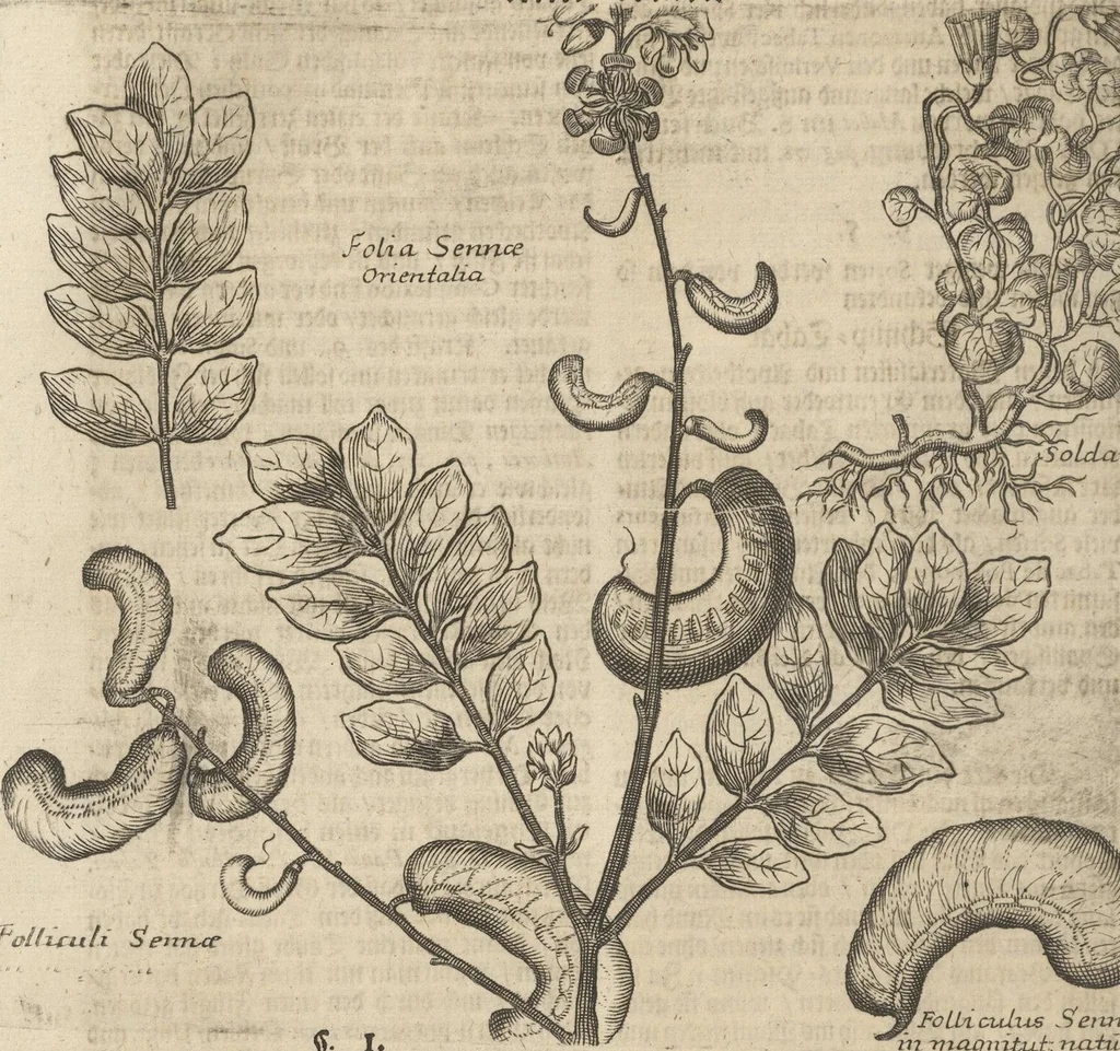 An illustration from Museum Museorum, Oder Vollständige Schau-Bühne Aller Materialien und Specereÿen: Nebst deren Natürlichen Beschreibung/ Election, Nutzen und Gebrauch/ Aus andern Material- Kunst- und Naturalien-Kammern/ Oost- und West-Indischen Reiß-Beschreibungen/ Curiosen Zeit- und Tag-Registern/ Natur- und Artzney-Kündigern/ wie auch selbst-eigenen Erfahrung ..., 1704, leaf 258
