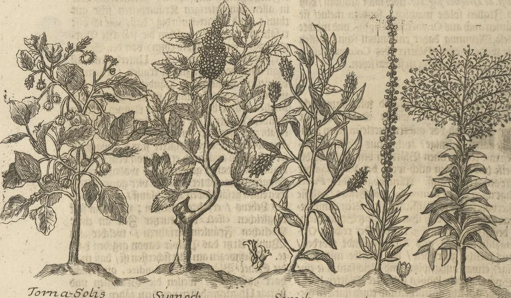 An illustration from Museum Museorum, Oder Vollständige Schau-Bühne Aller Materialien und Specereÿen: Nebst deren Natürlichen Beschreibung/ Election, Nutzen und Gebrauch/ Aus andern Material- Kunst- und Naturalien-Kammern/ Oost- und West-Indischen Reiß-Beschreibungen/ Curiosen Zeit- und Tag-Registern/ Natur- und Artzney-Kündigern/ wie auch selbst-eigenen Erfahrung ..., 1704, leaf 260