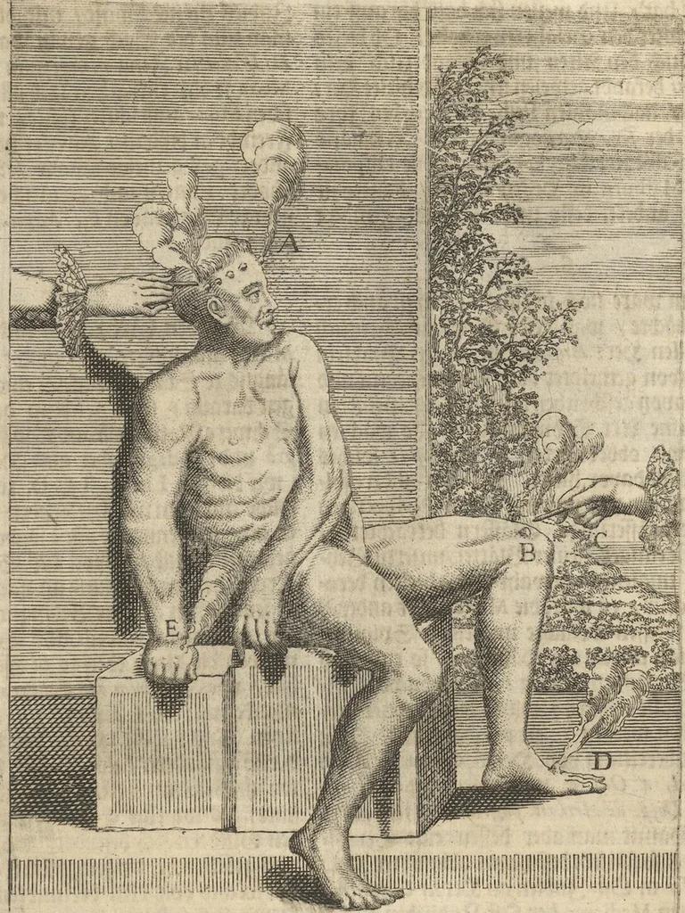 An illustration from Museum Museorum, Oder Vollständige Schau-Bühne Aller Materialien und Specereÿen: Nebst deren Natürlichen Beschreibung/ Election, Nutzen und Gebrauch/ Aus andern Material- Kunst- und Naturalien-Kammern/ Oost- und West-Indischen Reiß-Beschreibungen/ Curiosen Zeit- und Tag-Registern/ Natur- und Artzney-Kündigern/ wie auch selbst-eigenen Erfahrung ..., 1704, leaf 265