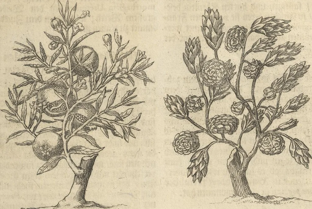 An illustration from Museum Museorum, Oder Vollständige Schau-Bühne Aller Materialien und Specereÿen: Nebst deren Natürlichen Beschreibung/ Election, Nutzen und Gebrauch/ Aus andern Material- Kunst- und Naturalien-Kammern/ Oost- und West-Indischen Reiß-Beschreibungen/ Curiosen Zeit- und Tag-Registern/ Natur- und Artzney-Kündigern/ wie auch selbst-eigenen Erfahrung ..., 1704, leaf 267