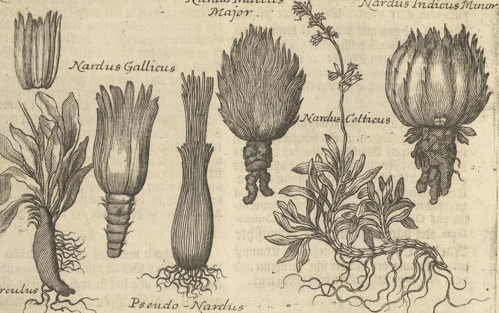 An illustration from Museum Museorum, Oder Vollständige Schau-Bühne Aller Materialien und Specereÿen: Nebst deren Natürlichen Beschreibung/ Election, Nutzen und Gebrauch/ Aus andern Material- Kunst- und Naturalien-Kammern/ Oost- und West-Indischen Reiß-Beschreibungen/ Curiosen Zeit- und Tag-Registern/ Natur- und Artzney-Kündigern/ wie auch selbst-eigenen Erfahrung ..., 1704, leaf 269