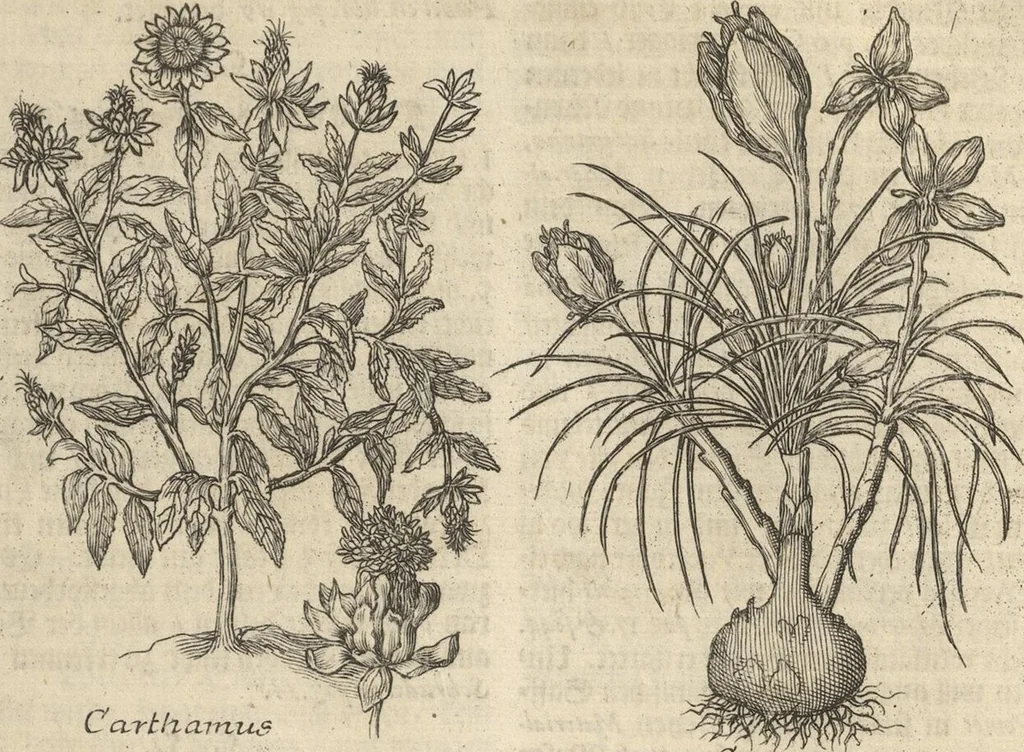 An illustration from Museum Museorum, Oder Vollständige Schau-Bühne Aller Materialien und Specereÿen: Nebst deren Natürlichen Beschreibung/ Election, Nutzen und Gebrauch/ Aus andern Material- Kunst- und Naturalien-Kammern/ Oost- und West-Indischen Reiß-Beschreibungen/ Curiosen Zeit- und Tag-Registern/ Natur- und Artzney-Kündigern/ wie auch selbst-eigenen Erfahrung ..., 1704, leaf 271