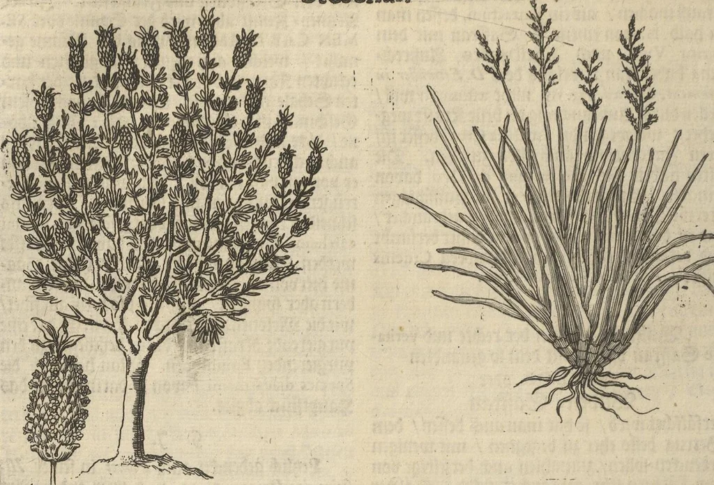 An illustration from Museum Museorum, Oder Vollständige Schau-Bühne Aller Materialien und Specereÿen: Nebst deren Natürlichen Beschreibung/ Election, Nutzen und Gebrauch/ Aus andern Material- Kunst- und Naturalien-Kammern/ Oost- und West-Indischen Reiß-Beschreibungen/ Curiosen Zeit- und Tag-Registern/ Natur- und Artzney-Kündigern/ wie auch selbst-eigenen Erfahrung ..., 1704, leaf 274