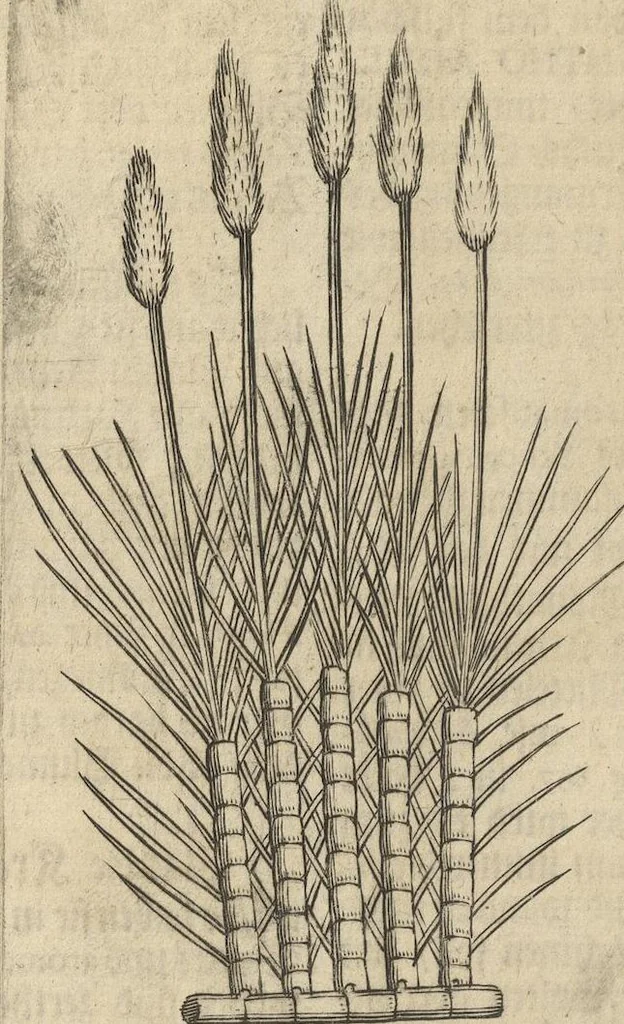 An illustration from Museum Museorum, Oder Vollständige Schau-Bühne Aller Materialien und Specereÿen: Nebst deren Natürlichen Beschreibung/ Election, Nutzen und Gebrauch/ Aus andern Material- Kunst- und Naturalien-Kammern/ Oost- und West-Indischen Reiß-Beschreibungen/ Curiosen Zeit- und Tag-Registern/ Natur- und Artzney-Kündigern/ wie auch selbst-eigenen Erfahrung ..., 1704, leaf 276