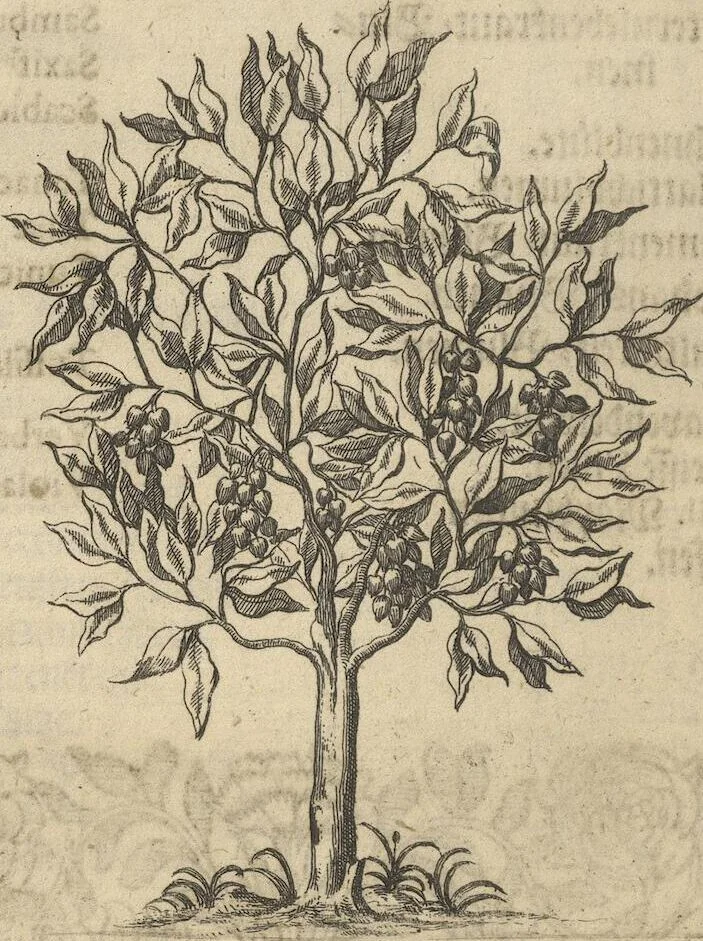 An illustration from Museum Museorum, Oder Vollständige Schau-Bühne Aller Materialien und Specereÿen: Nebst deren Natürlichen Beschreibung/ Election, Nutzen und Gebrauch/ Aus andern Material- Kunst- und Naturalien-Kammern/ Oost- und West-Indischen Reiß-Beschreibungen/ Curiosen Zeit- und Tag-Registern/ Natur- und Artzney-Kündigern/ wie auch selbst-eigenen Erfahrung ..., 1704, leaf 284