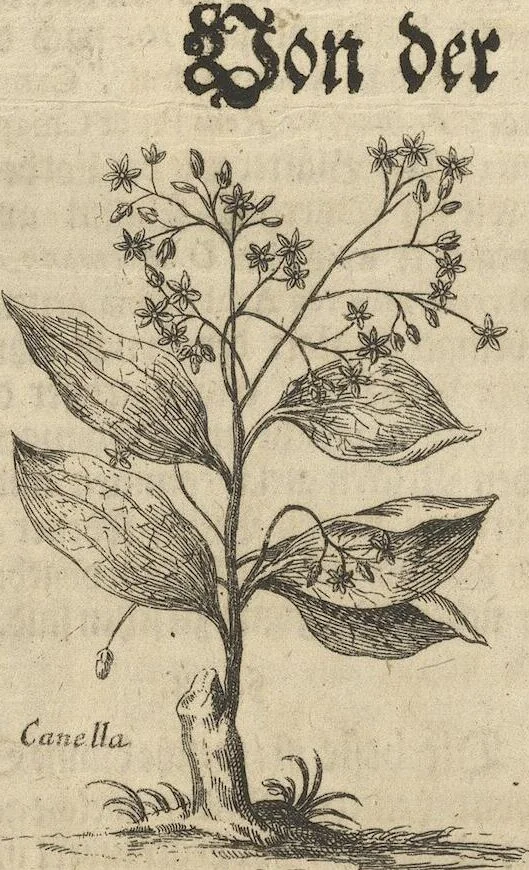 An illustration from Museum Museorum, Oder Vollständige Schau-Bühne Aller Materialien und Specereÿen: Nebst deren Natürlichen Beschreibung/ Election, Nutzen und Gebrauch/ Aus andern Material- Kunst- und Naturalien-Kammern/ Oost- und West-Indischen Reiß-Beschreibungen/ Curiosen Zeit- und Tag-Registern/ Natur- und Artzney-Kündigern/ wie auch selbst-eigenen Erfahrung ..., 1704, leaf 286