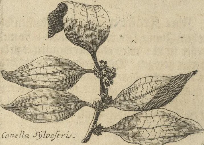 An illustration from Museum Museorum, Oder Vollständige Schau-Bühne Aller Materialien und Specereÿen: Nebst deren Natürlichen Beschreibung/ Election, Nutzen und Gebrauch/ Aus andern Material- Kunst- und Naturalien-Kammern/ Oost- und West-Indischen Reiß-Beschreibungen/ Curiosen Zeit- und Tag-Registern/ Natur- und Artzney-Kündigern/ wie auch selbst-eigenen Erfahrung ..., 1704, leaf 286
