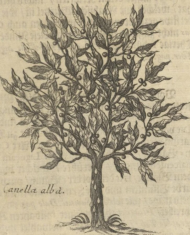 An illustration from Museum Museorum, Oder Vollständige Schau-Bühne Aller Materialien und Specereÿen: Nebst deren Natürlichen Beschreibung/ Election, Nutzen und Gebrauch/ Aus andern Material- Kunst- und Naturalien-Kammern/ Oost- und West-Indischen Reiß-Beschreibungen/ Curiosen Zeit- und Tag-Registern/ Natur- und Artzney-Kündigern/ wie auch selbst-eigenen Erfahrung ..., 1704, leaf 289