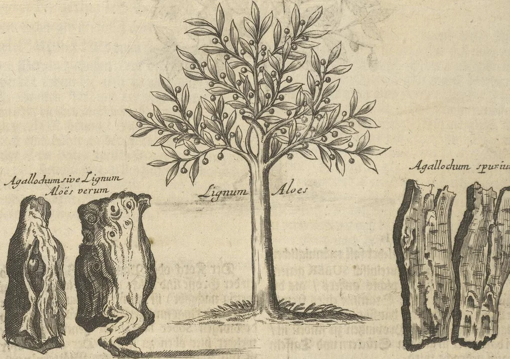 An illustration from Museum Museorum, Oder Vollständige Schau-Bühne Aller Materialien und Specereÿen: Nebst deren Natürlichen Beschreibung/ Election, Nutzen und Gebrauch/ Aus andern Material- Kunst- und Naturalien-Kammern/ Oost- und West-Indischen Reiß-Beschreibungen/ Curiosen Zeit- und Tag-Registern/ Natur- und Artzney-Kündigern/ wie auch selbst-eigenen Erfahrung ..., 1704, leaf 294