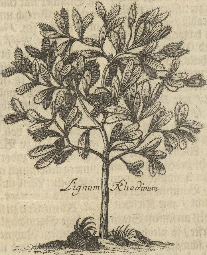 An illustration from Museum Museorum, Oder Vollständige Schau-Bühne Aller Materialien und Specereÿen: Nebst deren Natürlichen Beschreibung/ Election, Nutzen und Gebrauch/ Aus andern Material- Kunst- und Naturalien-Kammern/ Oost- und West-Indischen Reiß-Beschreibungen/ Curiosen Zeit- und Tag-Registern/ Natur- und Artzney-Kündigern/ wie auch selbst-eigenen Erfahrung ..., 1704, leaf 296