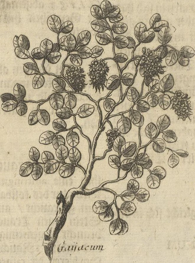 An illustration from Museum Museorum, Oder Vollständige Schau-Bühne Aller Materialien und Specereÿen: Nebst deren Natürlichen Beschreibung/ Election, Nutzen und Gebrauch/ Aus andern Material- Kunst- und Naturalien-Kammern/ Oost- und West-Indischen Reiß-Beschreibungen/ Curiosen Zeit- und Tag-Registern/ Natur- und Artzney-Kündigern/ wie auch selbst-eigenen Erfahrung ..., 1704, leaf 298