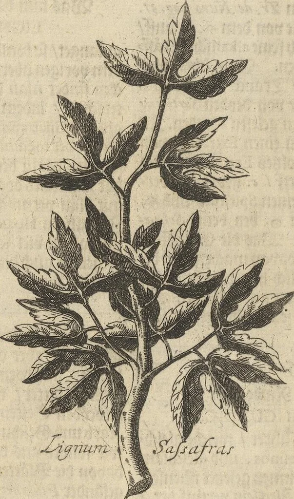 An illustration from Museum Museorum, Oder Vollständige Schau-Bühne Aller Materialien und Specereÿen: Nebst deren Natürlichen Beschreibung/ Election, Nutzen und Gebrauch/ Aus andern Material- Kunst- und Naturalien-Kammern/ Oost- und West-Indischen Reiß-Beschreibungen/ Curiosen Zeit- und Tag-Registern/ Natur- und Artzney-Kündigern/ wie auch selbst-eigenen Erfahrung ..., 1704, leaf 300