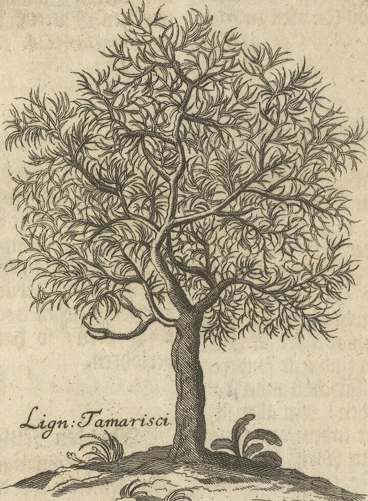 An illustration from Museum Museorum, Oder Vollständige Schau-Bühne Aller Materialien und Specereÿen: Nebst deren Natürlichen Beschreibung/ Election, Nutzen und Gebrauch/ Aus andern Material- Kunst- und Naturalien-Kammern/ Oost- und West-Indischen Reiß-Beschreibungen/ Curiosen Zeit- und Tag-Registern/ Natur- und Artzney-Kündigern/ wie auch selbst-eigenen Erfahrung ..., 1704, leaf 302