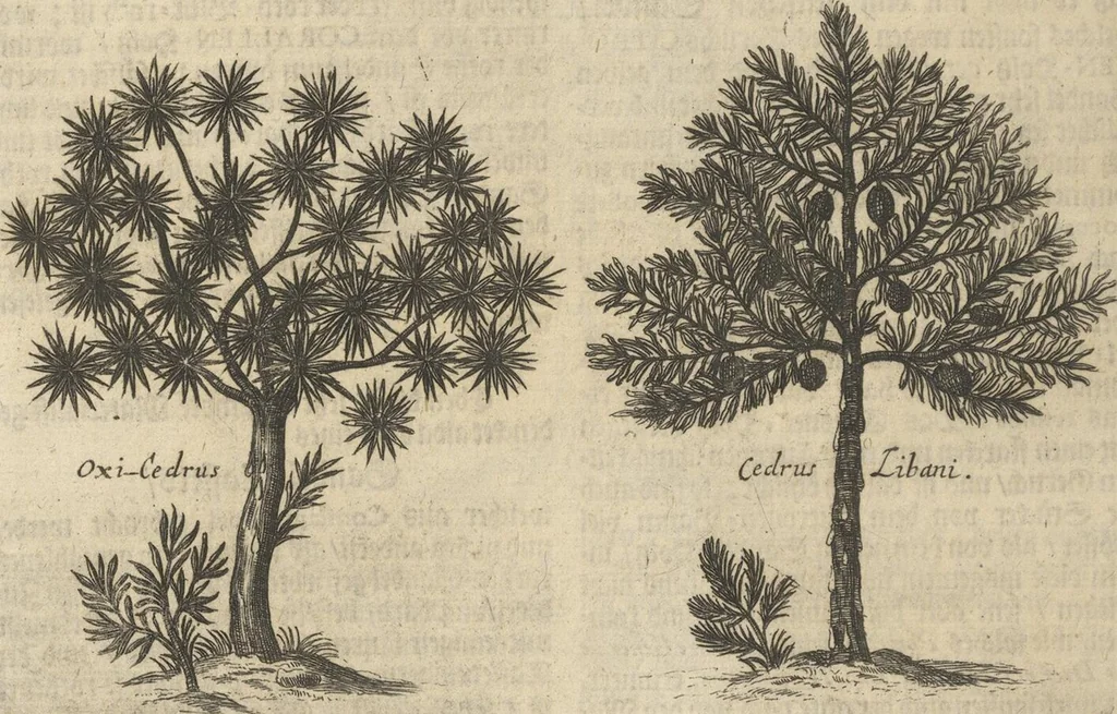 An illustration from Museum Museorum, Oder Vollständige Schau-Bühne Aller Materialien und Specereÿen: Nebst deren Natürlichen Beschreibung/ Election, Nutzen und Gebrauch/ Aus andern Material- Kunst- und Naturalien-Kammern/ Oost- und West-Indischen Reiß-Beschreibungen/ Curiosen Zeit- und Tag-Registern/ Natur- und Artzney-Kündigern/ wie auch selbst-eigenen Erfahrung ..., 1704, leaf 308