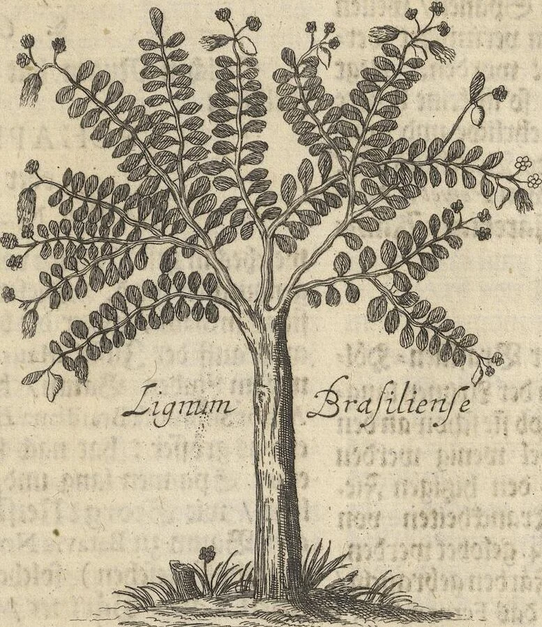 An illustration from Museum Museorum, Oder Vollständige Schau-Bühne Aller Materialien und Specereÿen: Nebst deren Natürlichen Beschreibung/ Election, Nutzen und Gebrauch/ Aus andern Material- Kunst- und Naturalien-Kammern/ Oost- und West-Indischen Reiß-Beschreibungen/ Curiosen Zeit- und Tag-Registern/ Natur- und Artzney-Kündigern/ wie auch selbst-eigenen Erfahrung ..., 1704, leaf 311
