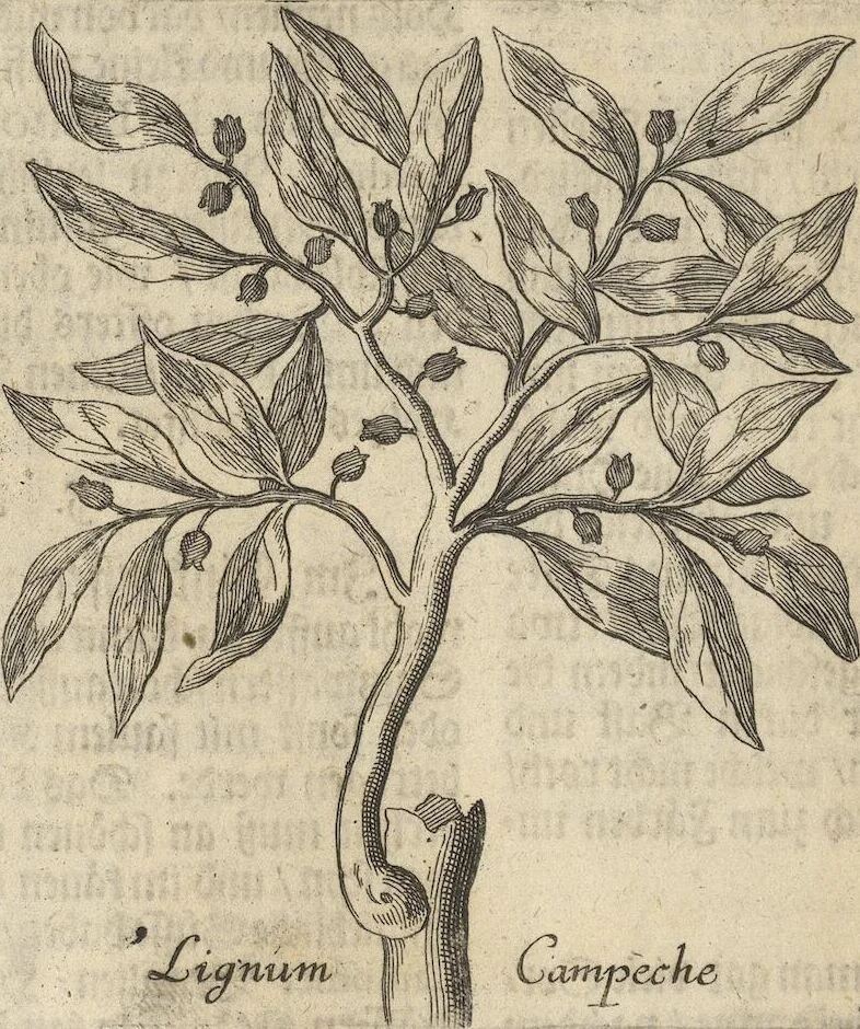 An illustration from Museum Museorum, Oder Vollständige Schau-Bühne Aller Materialien und Specereÿen: Nebst deren Natürlichen Beschreibung/ Election, Nutzen und Gebrauch/ Aus andern Material- Kunst- und Naturalien-Kammern/ Oost- und West-Indischen Reiß-Beschreibungen/ Curiosen Zeit- und Tag-Registern/ Natur- und Artzney-Kündigern/ wie auch selbst-eigenen Erfahrung ..., 1704, leaf 312