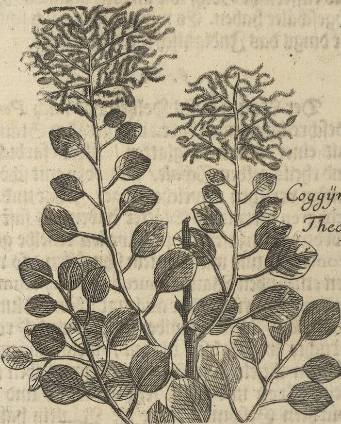 An illustration from Museum Museorum, Oder Vollständige Schau-Bühne Aller Materialien und Specereÿen: Nebst deren Natürlichen Beschreibung/ Election, Nutzen und Gebrauch/ Aus andern Material- Kunst- und Naturalien-Kammern/ Oost- und West-Indischen Reiß-Beschreibungen/ Curiosen Zeit- und Tag-Registern/ Natur- und Artzney-Kündigern/ wie auch selbst-eigenen Erfahrung ..., 1704, leaf 314